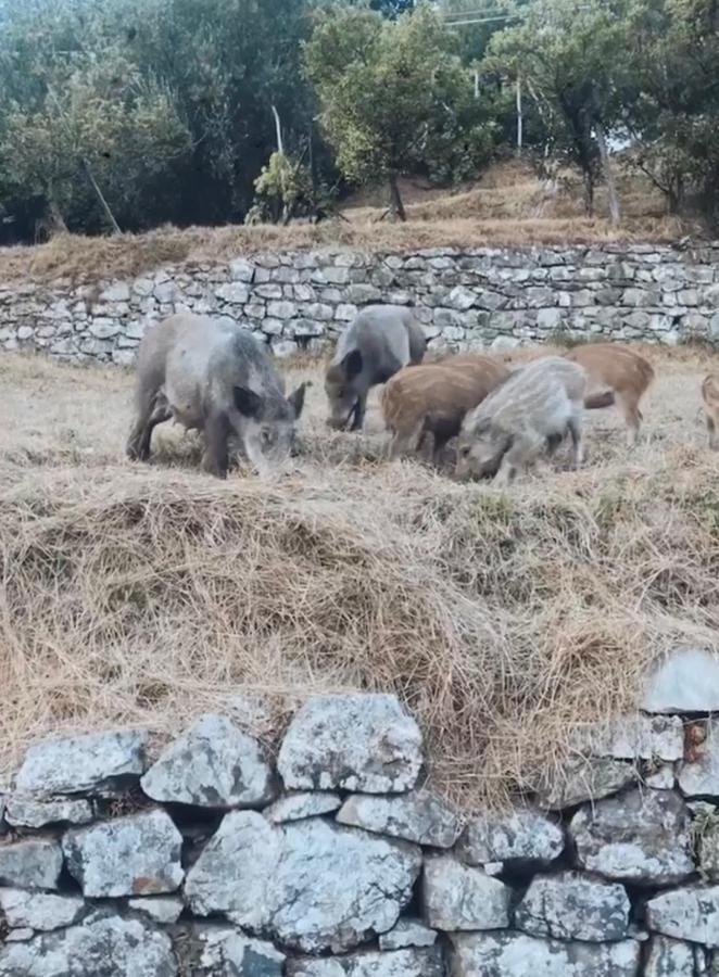Locanda Agrogallo Carro Buitenkant foto